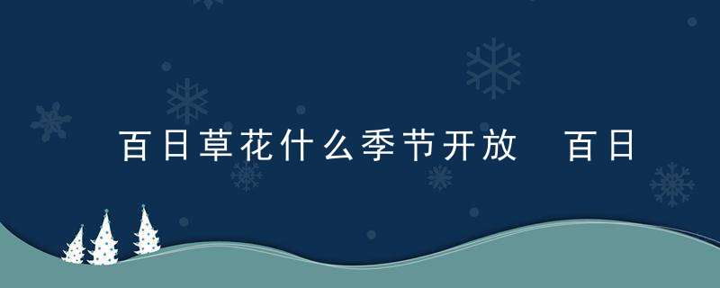 百日草花什么季节开放 百日草花在哪个季节开放呢